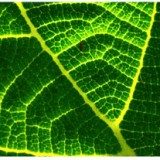 Synthèse et rôle de la chlorophylle