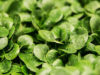 Salade chlorophylle