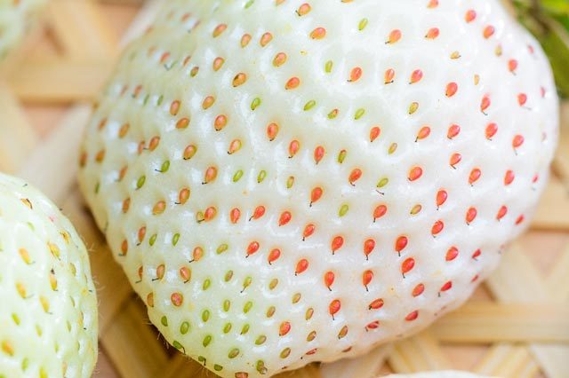 Fraises blanches
