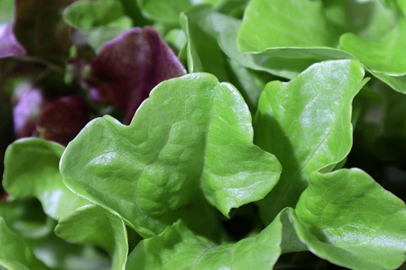 Les bienfaits de la salade verte dans les jus